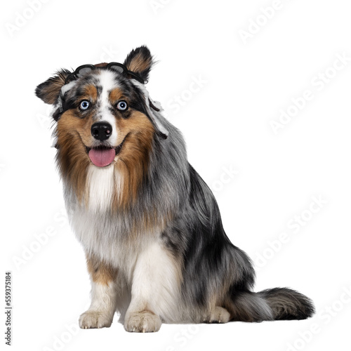 Funny shot of handsome and well groomed Australian Shepherd dog,sitting up side ways wearing pilot hat. Looking towards camera with light blue eyes. Isolated cutout on transparent background. Mouth op