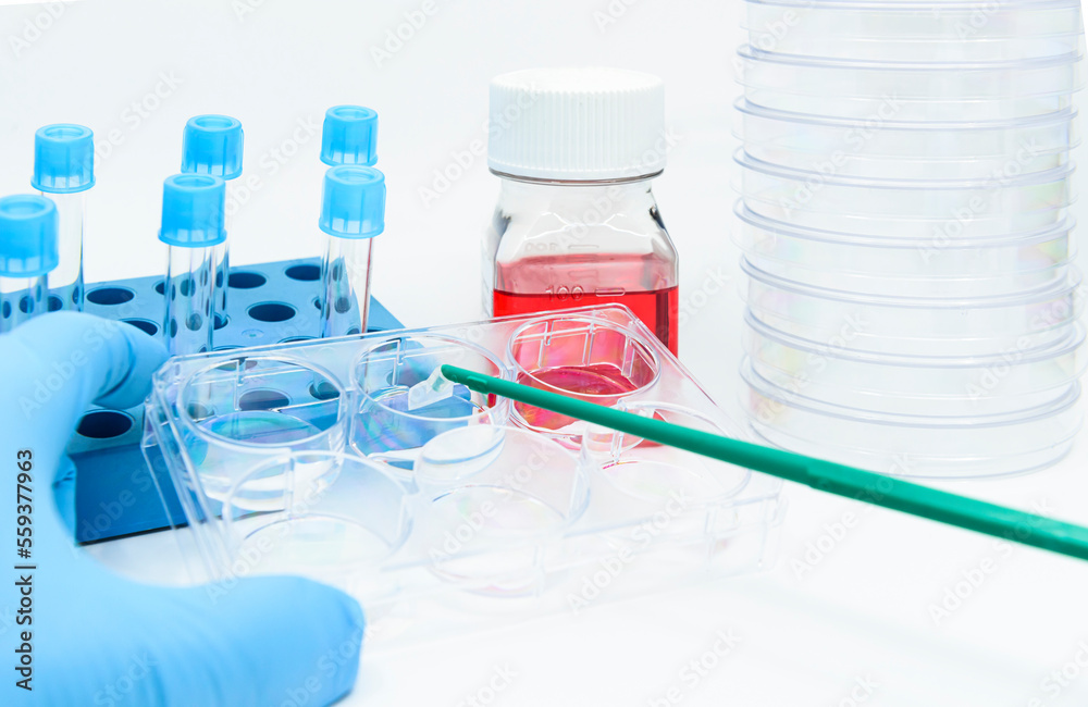 A scientist treats lysis buffer onto cultured cells in the 6 well plate and scraps cell by cell scraper A scientist treats lysis buffer onto cultured cells in the 6 well plate and scraps cell by cell scraper