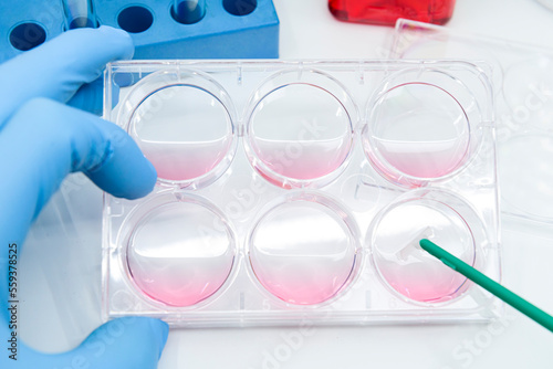 A scientist is scrapping adherent mammalian cells in 6 well plate for cell harvest