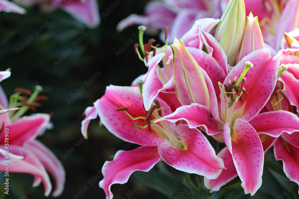 Bouquet of large Lilies .Lilium, belonging to the Liliaceae. Blooming pink tender Lily flower .Pink Stargazer Lily flowers background. Closeup of pink stargazer lilies and green foliage.