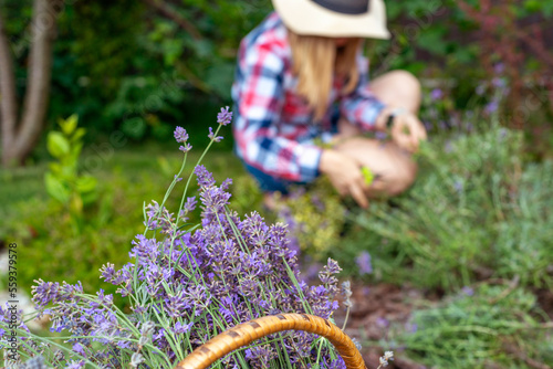 Young girl cuts lavender with secateurs. Gardening concept - young woman with pruner cutting and picking lavender flowers at summer garden photo