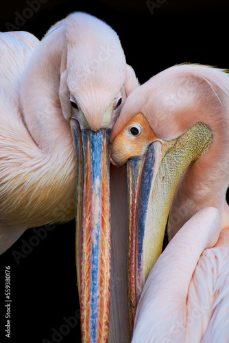 Tender Great White Pelicans (Pelecanus onocrotalus) kissing isolated on black background