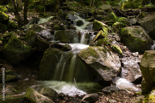 Fototapeta Naklejka Na Ścianę i Meble -  Small river in a beautiful forest.