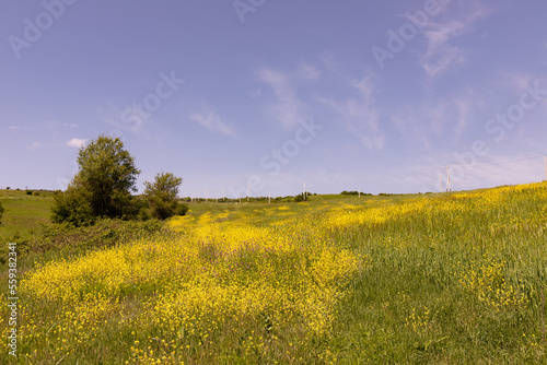 Large yellow field of blooming rapeseed. Azerbaijan.