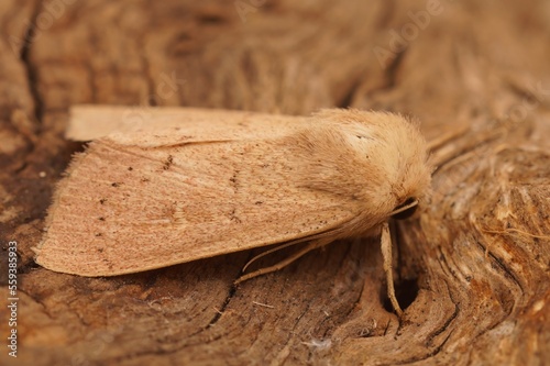 Closeup on the Mediterranean Clay owlet moth, Mythimna ferrago sitting on a piece of wood