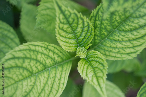 Green leaves of hydrangea large-leaved with bud from above