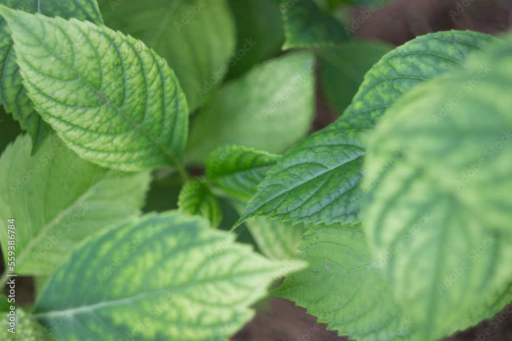 Green leaves of hydrangea large-leaved from above Green leaves of hydrangea large-leaved from above