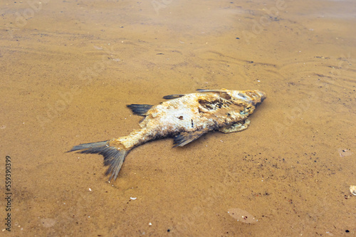 Dead fish in the water on the shore close-up © Vlad Kazhan