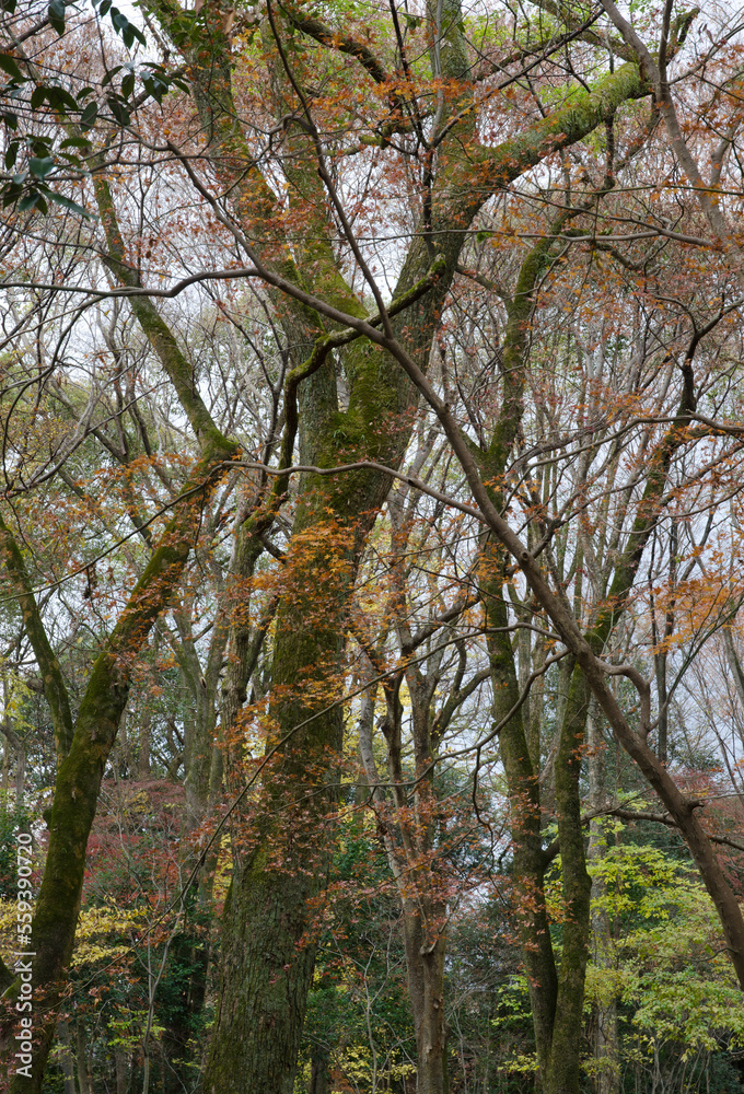 Forest with red emperor maples Acer palmatum. Shimogamo. Kyoto. Japan. Forest with red emperor maples Acer palmatum. Shimogamo. Kyoto. Japan.