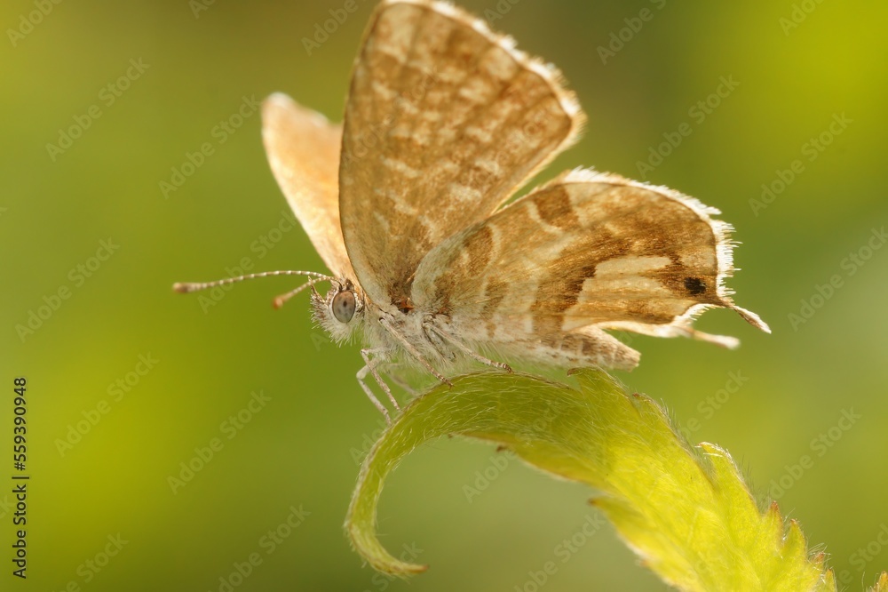 Fototapeta premium Closeup on the Mediterranean Geranium bronze butterfly, Cacyreus marshalli on a green leaf