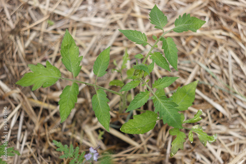 Seedlings of tomato in the garden