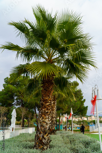 The palm tree lives in the garden of the hotel
