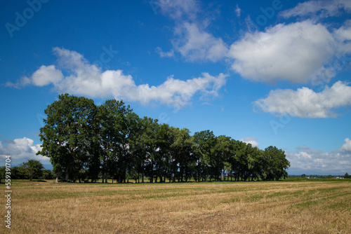 Harvested summer fields and forests