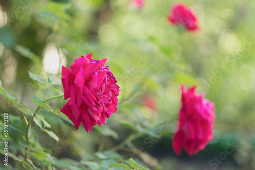A beautiful dark pink rose in a garden