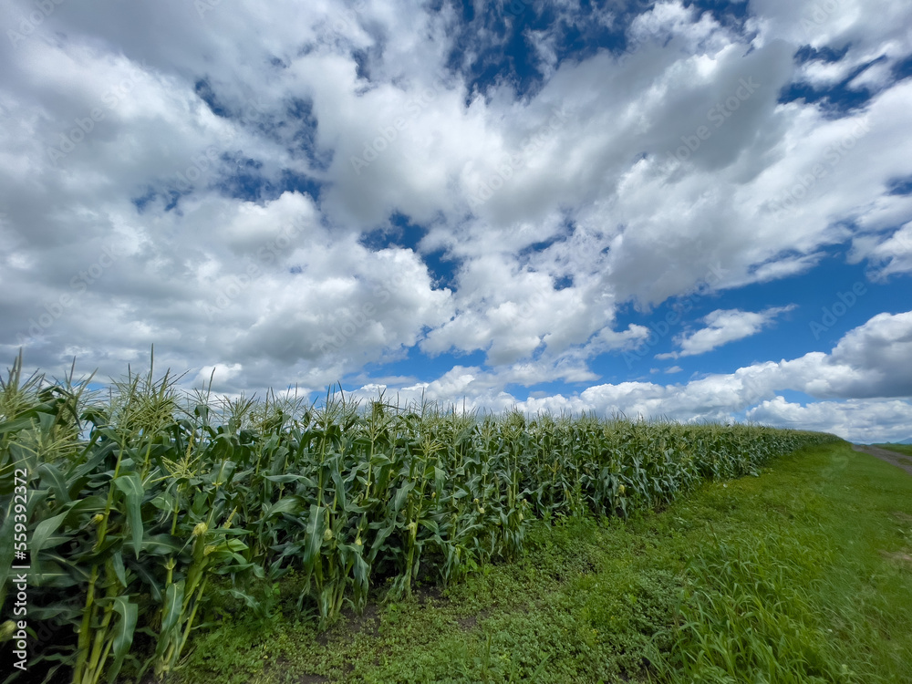 summer sky and corn field