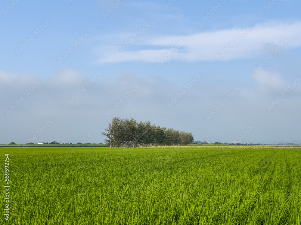 Obraz premium Summer paddy field where rice grows