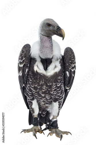 Obraz na plátně Young adult Rüppell's griffin vulture  sitting full body facing front