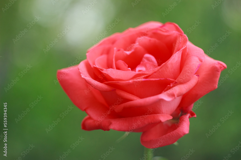 A beautiful salmon rose in a garden A beautiful salmon rose in a garden