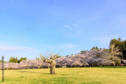 桜満開の仙台三神峯公園
