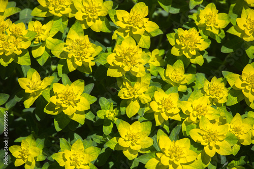 Beautiful background of yellow-green flowers