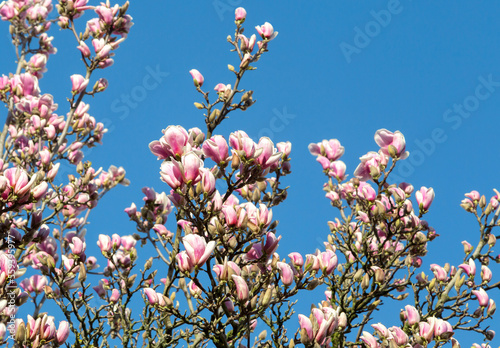 Magnolia branches with pink buds and green leaves
