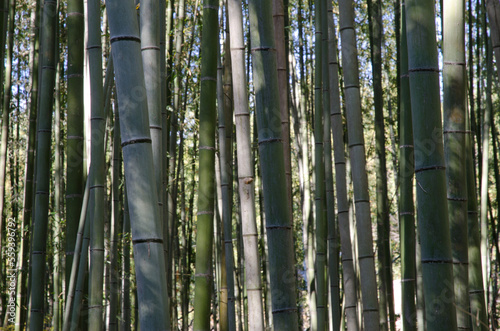 Bamboo Forest of Arashiyama in Kyoto. Japan.