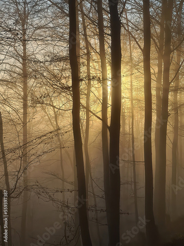 Forest in fog und in the sunshine