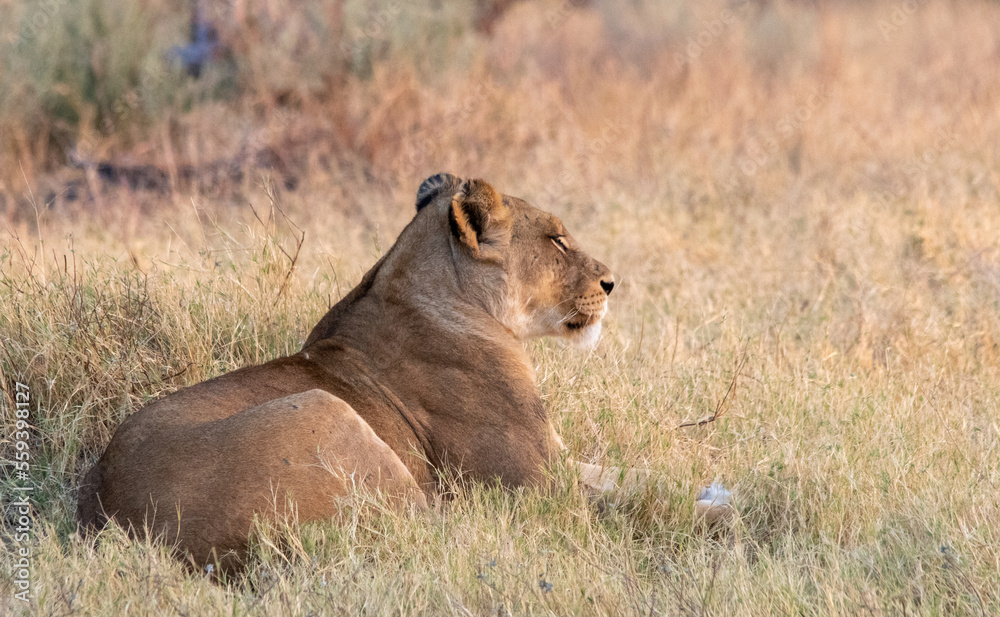 Obraz premium Lioness rests in the winter grass after a night of hunting on the savanna