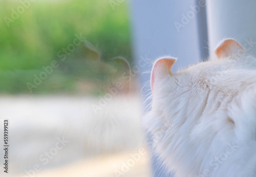 Back ears of cream color American curl cat when she look at out side from the window © Pattanan
