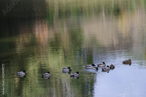 Flock of mallards Anas platyrhynchos on a pond. Arashiyama. Kyoto. Japan.