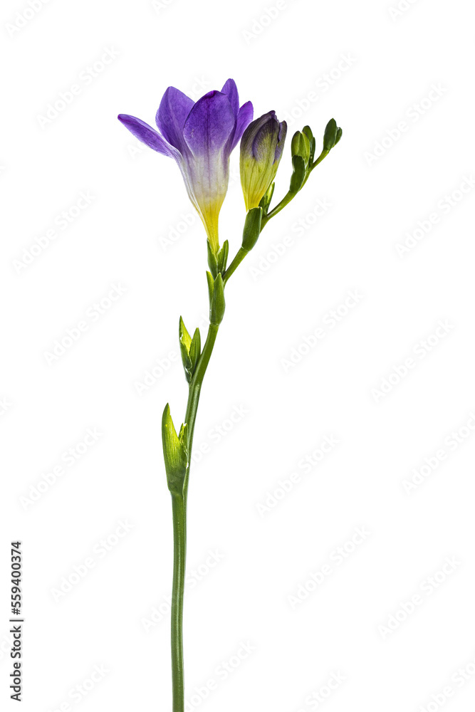 Side view of purple frehsia flower, isolated cutout on transparent background