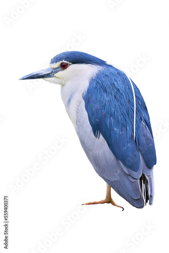 Black-crowned night heron isolated (Nycticorax nycticorax)