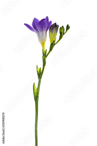 Side view of purple frehsia flower, isolated cutout on transparent background