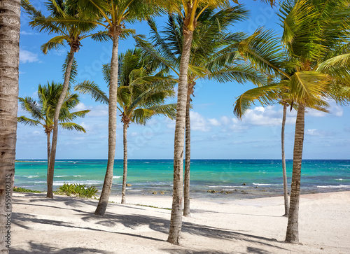 Beautiful beach with coconut palm trees on a sunny day  the perfect summer vacation concept.