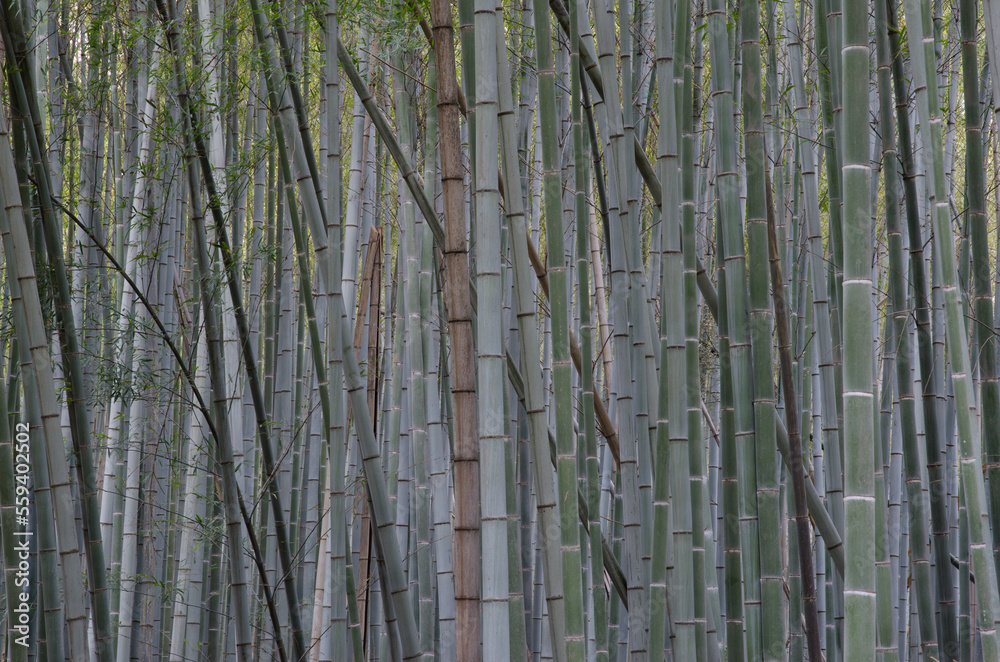 Bamboo Forest of Arashiyama in Kyoto. Japan. Bamboo Forest of Arashiyama in Kyoto. Japan.