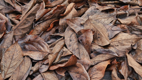 Gros tas de feuilles mortes brunes, début saison d'automne, sol couvert d'un tapis de feuille, fin de vie naturelle; approche de la mort et disparition