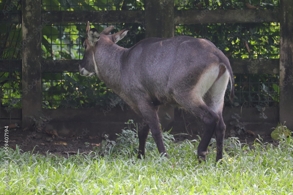 A gorgeous animal is staying at a zoo in Bangladesh.