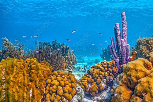 Caribbean coral garden photo