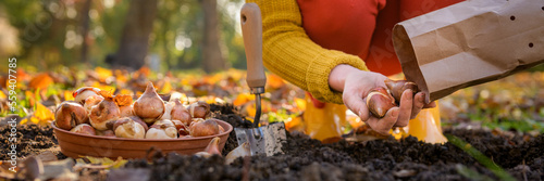 Woman planting tulip bulbs in a flower bed during a beautiful sunny autumn afternoon. Growing tulips. Fall gardening jobs banner.