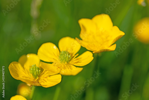 Scharfer Hahnenfu    Ranunculus acris  im Fr  hling