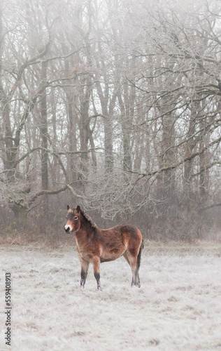 Wild horse in winter