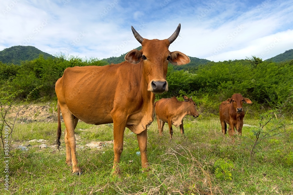 Beautiful Asian brown cows animals are graze on meadow, eating grass