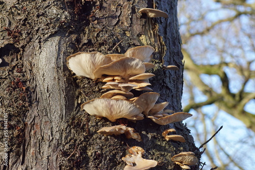 Pleurotus ostreatus, the oyster mushroom or oyster fungus. Mushrooms on the trunk of a horse chestnut tree in the Dutch village of Bergen in winter. Family Pleurotaceae. Netherlands, January photo