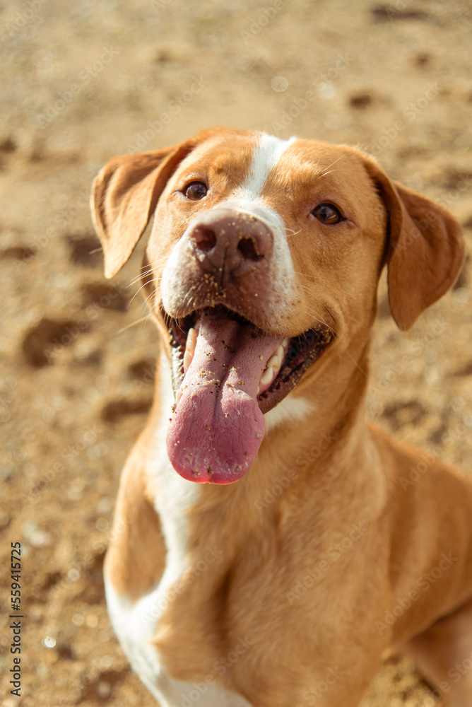 Gros chien roux assis portrait Gros chien roux assis portrait