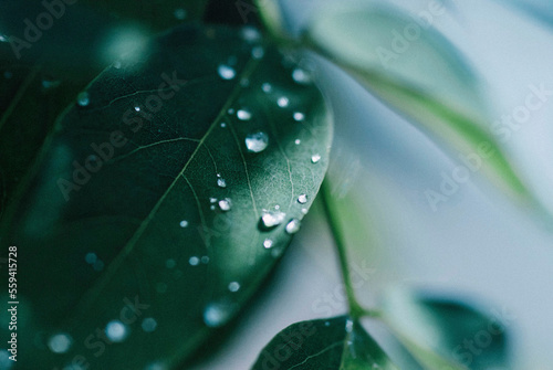 Close-up of dew drops on leaves photo
