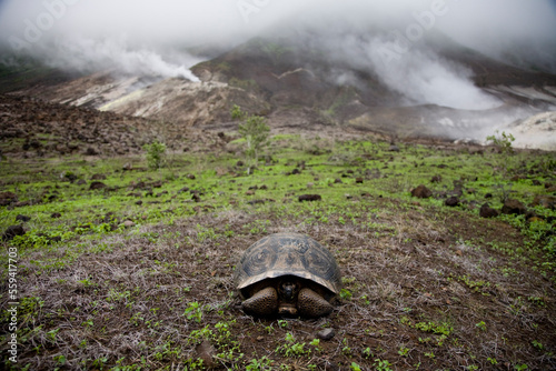 A young, giant tortoise sits on the floor of Alcedo Volcano in the Galapagos as steam vents bellow in the background. photo