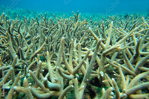 Coral reef scenic in Tioman Island, Malaysia. photo
