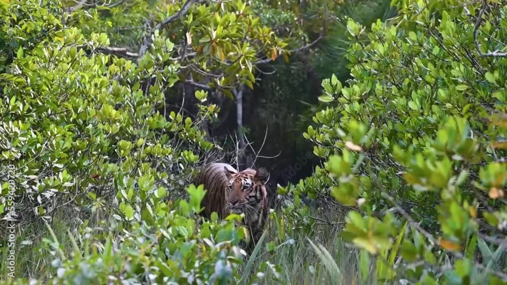 A tiger emerging from the jungle bushes in the wilderness of Sundarbans national park, West Bengal A tiger emerging from the jungle bushes in the wilderness of Sundarbans national park, West Bengal