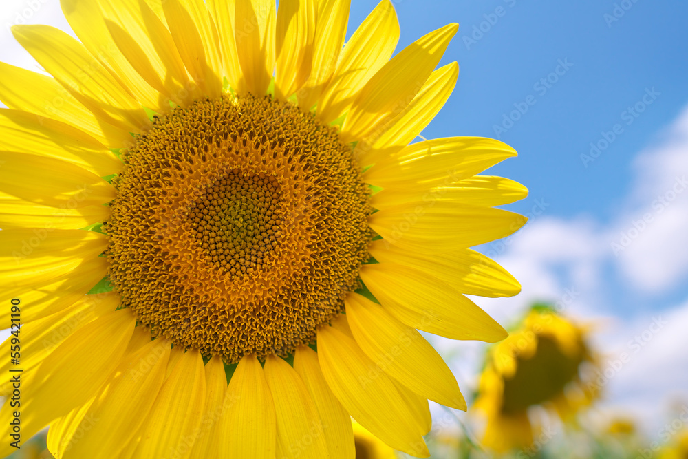 Sunflower on sky background.