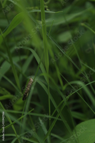 image of grass hooper